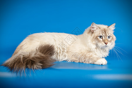 彩色背景的Neva化装猫工作室宠物虎斑小猫动物白色舞会毛皮头发猫咪图片