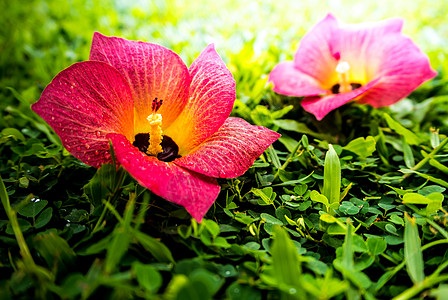 红花落在绿草上环境花瓣草皮花园绿色草地植物场地背景图片