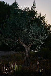 在山的黑暗中 有橄榄树树林收成生长植物食物生态季节生物花园农场图片