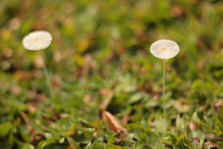 绿草丛中的小蘑菇草本植物花园森林叶子烹饪宏观植物乌云真菌环境图片
