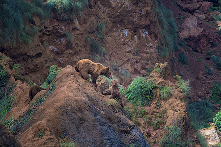 两只狼在山上岩石上玩图片