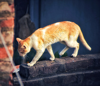 一只可爱的猫在墙壁上走着去某处图片