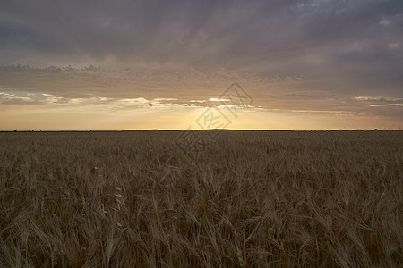 收获前在阳光下洗澡的小麦田种子稻草土地小麦橙子太阳农田耳朵场地粮食图片