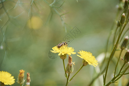 夏天黄花上还有蜜蜂酵素花园季节花蜜叶子翅膀橙子植物工人宏观图片