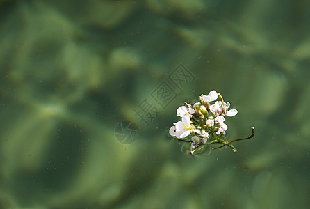 漂浮在湖中的白花洗澡假期气泡反射精神飞溅护理运动石头蓝色图片