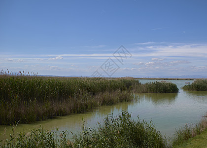 湖在炎热的夏日动物湿地天堂数字人声飞行艺术商业蓝色植被图片