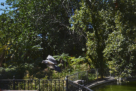 鸽子从公园的栅栏上飞来图片