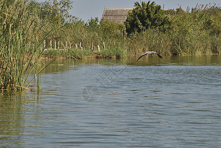 鸟儿飞过湖和草地反思稻田旅游场地旅行日落支撑海岸农家湿地图片