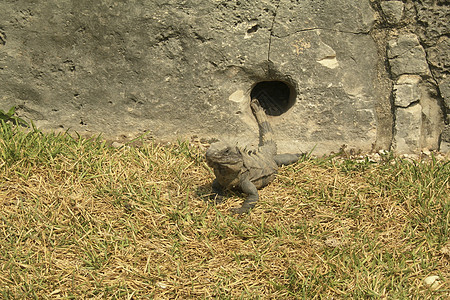 沙漠中的Iguana太阳从洞里出来图片