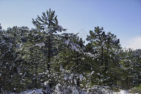 阳光明媚的白日雪雪山风景松树假期天气森林高地仙境季节气候旅行天空图片