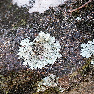 白色的寄生虫蘑菇在石头上生长图片