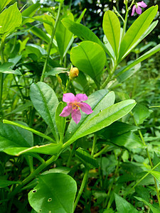 具有自然背景的青花 奥帕尔珠宝 粉红婴儿呼吸 人参下巴粉红色植物学植物群雨滴药品毛坯热带植物环境食物图片