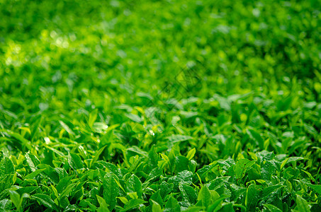 茶叶关上环境宏观栽培种植园食物热带阳光花园高地农场图片