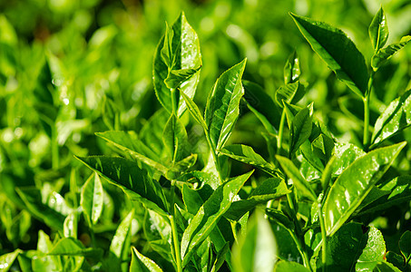 茶叶关上植物生长蔬菜植物群阳光农田高地环境花园食物图片