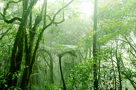 马来西亚热带雨林卡梅隆高原地区阳光旅行植物植物群丛林叶子森林农村日光光束背景