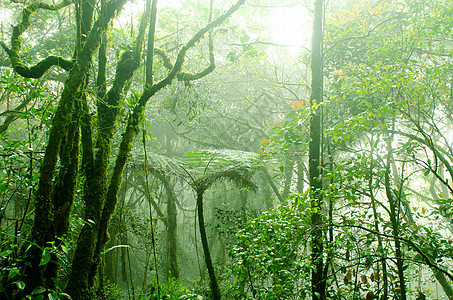 卡梅隆高原地区阳光旅行植物植物群丛林叶子森林农村日光光束图片