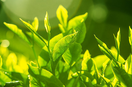 茶叶关上场地栽培生长环境种植园财产花园叶子食物农村图片