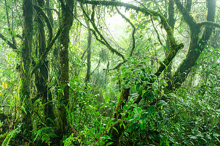 卡梅隆高原地区植物群荒野日光旅行公园农村苔藓高地丛林光束图片