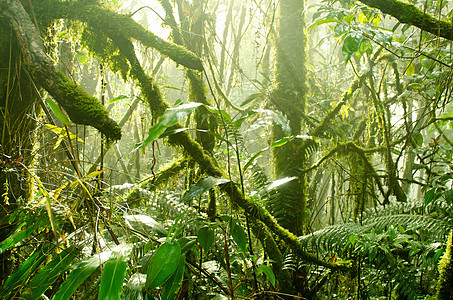 卡梅隆高原地区阳光农村日光生长木头热带叶子旅行植物群荒野图片