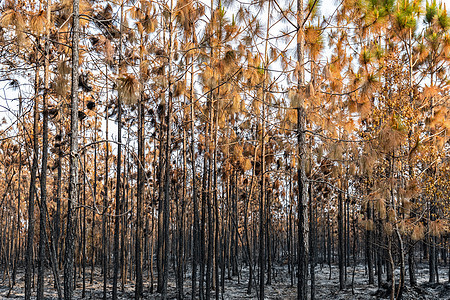 热带雨林被野火烧毁植物森林干旱全球季节树木公园土地气候林地图片