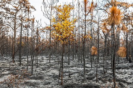 热带雨林被野火烧毁木头气候树木树干干旱气候变化土地野生动物全球林地图片
