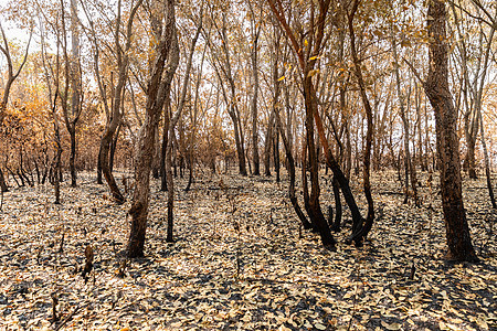 热带雨林被野火烧毁衬套环境干旱树木季节木头树干森林植物土地图片