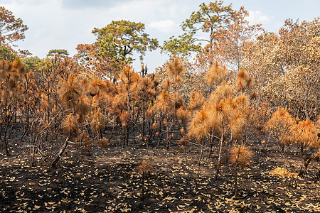 热带雨林被野火烧毁植物季节干旱丛林土地森林野生动物公园树木天气图片