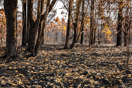 热带雨林被野火烧毁树干叶子气候树木干旱森林树叶热带气候变化荒野图片