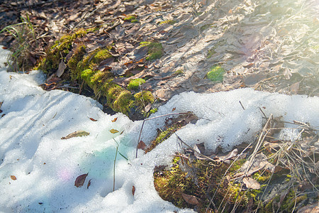 以绿苔融雪森林植物阳光公园季节太阳地面天气树叶风景高清图片