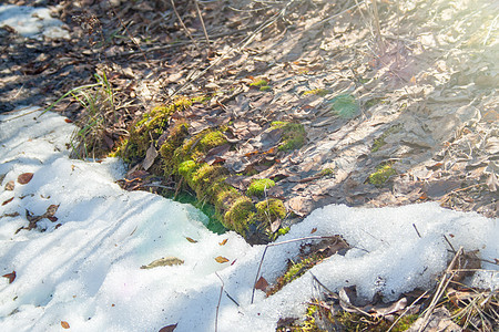 以绿苔融雪天气公园苔藓季节风景树叶阳光太阳冰川生长高清图片