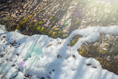 以绿苔融雪阳光天气风景植物季节森林太阳苔藓公园树叶图片