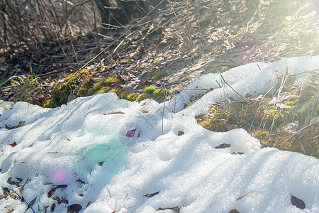 以绿苔融雪植物森林苔藓太阳风景季节阳光地面冰川树叶图片