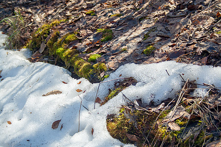 以绿苔融雪森林季节树叶公园生长植物天气风景阳光冰川高清图片