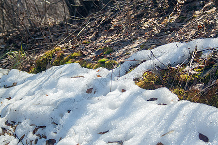 以绿苔融雪树叶太阳苔藓季节生长天气阳光公园植物风景图片