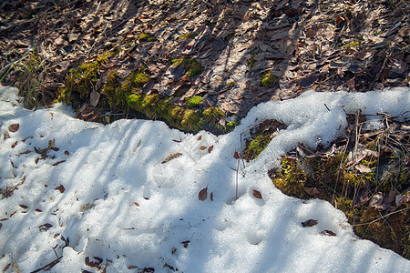 以绿苔融雪阳光苔藓森林天气地面植物冰川太阳树叶季节图片