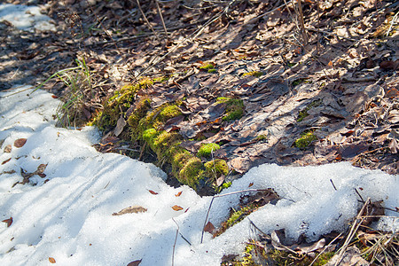 以绿苔融雪太阳公园树叶阳光季节地面风景天气植物森林图片