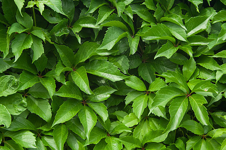 弗吉尼亚爬行的绿色墙壁环境植物生长院子风格树叶花园爬山虎叶子植物群图片