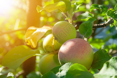 树枝上的新鲜苹果农业收成食物团体季节植物枝条果园树叶太阳图片