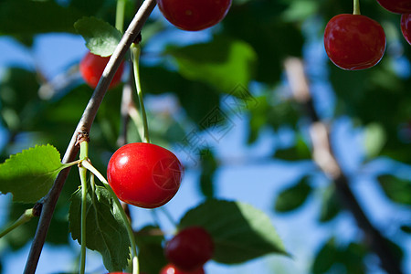 樱桃果园配樱桃的分支果园花园植物水果饮食农业树叶晴天分支机构浆果背景