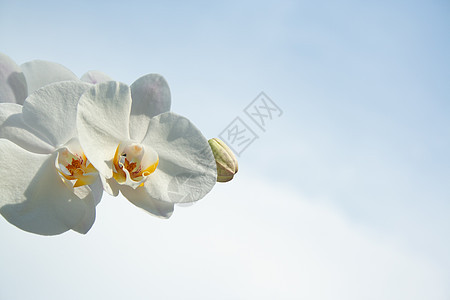 白兰花在阳光下植物群热带木头财富植物花园友谊生活植物学花瓣图片