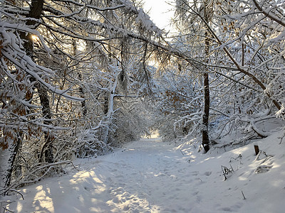 雪树中的路径晴天公园太阳旅行风景木头季节城市小路仙境图片