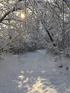 雪树中的路径城市树木风景胡同森林晴天天空公园小路场景图片