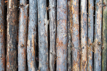 松木棒纹理植物环境栅栏森林装饰宏观风格木材枝条树枝图片