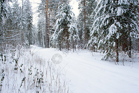 森林中的滑雪赛道季节风景踪迹树木松树场景公园国家小路旅行图片
