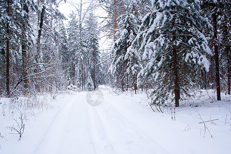 森林中的滑雪赛道天气踪迹小路旅行国家季节树木松树公园风景图片