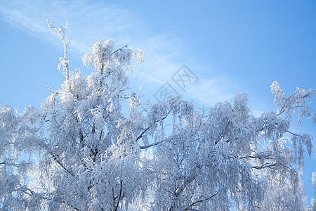 下雪时的Birch树树木阳光天空晴天森林寒冷蓝色桦木太阳公园图片