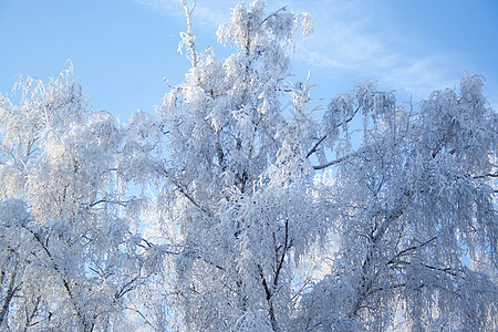 下雪时的Birch树寒冷公园天空阳光木头旅行树木森林桦木太阳图片