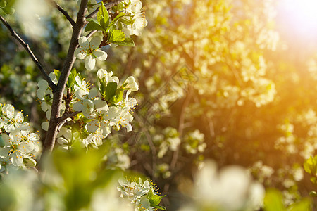 普拉姆花朵紧闭季节天空植物群叶子生长阳光植物学蓝色花瓣晴天图片
