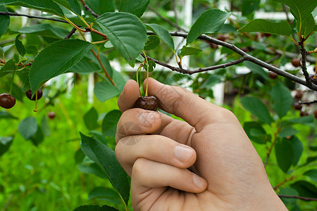 收获新鲜红樱桃和美味鲜红樱桃植物采摘男人浆果水果环境生长农业农民农场图片