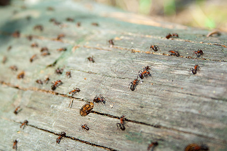 许多蚂蚁在工作晴天团队生活动物宏观环境昆虫家庭森林木头图片